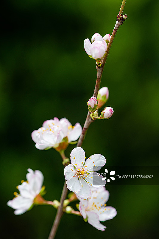 西安植物园紫叶李图片素材