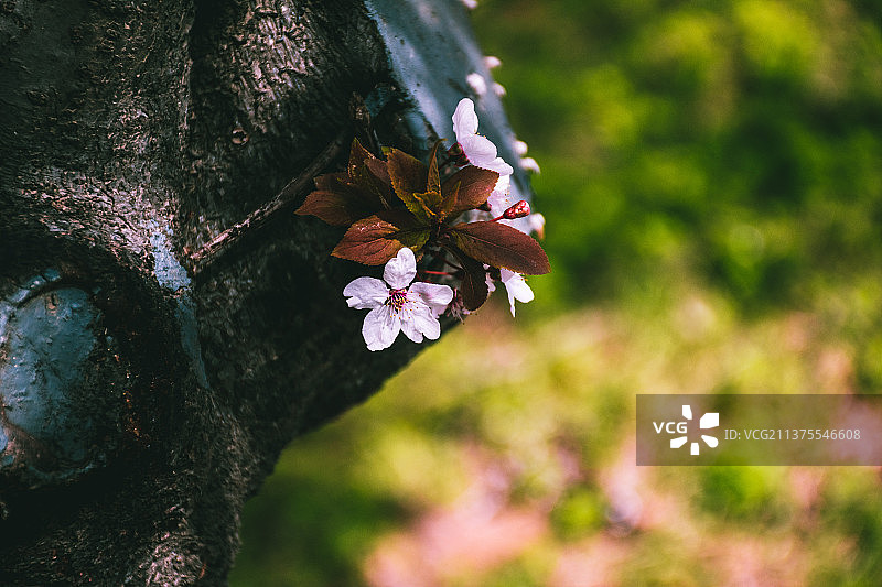 紫叶李图片素材