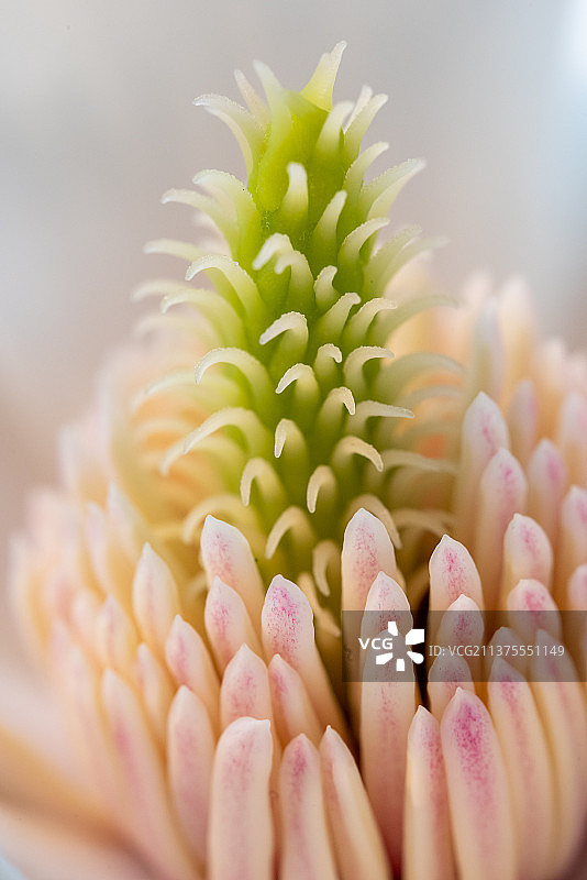 白玉兰花蕊特写图片素材