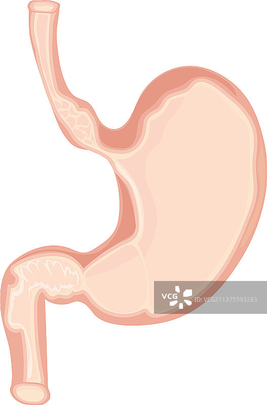 人体胃部图片素材