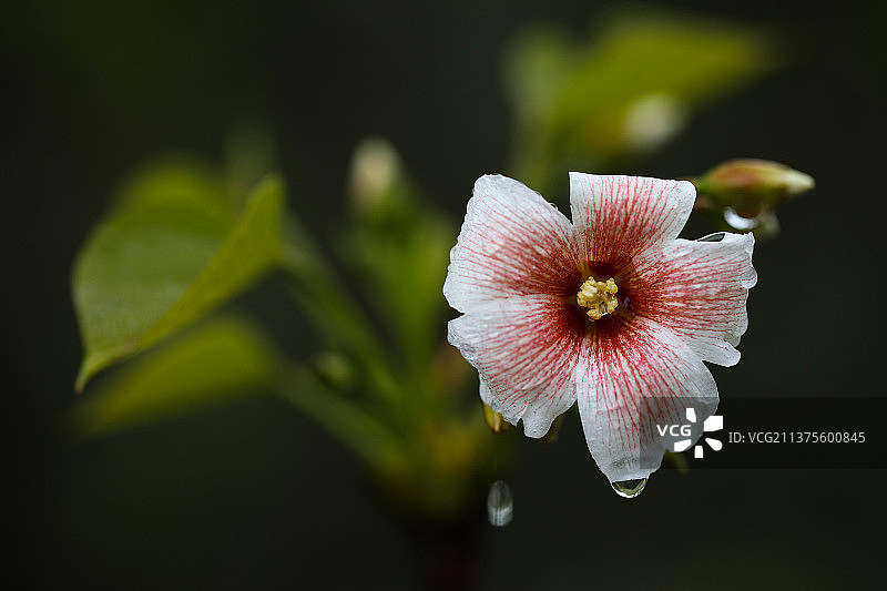 清明花卉微距图片素材