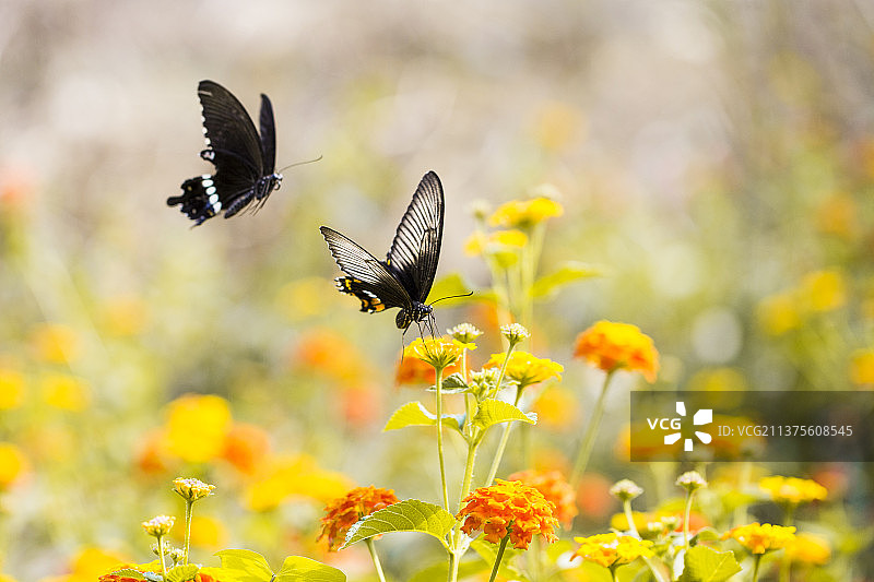 蝴蝶在花上授粉的特写镜头图片素材