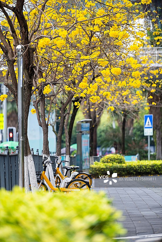 春回厦门，山海健康步道上黄花风铃、木棉花开图片素材