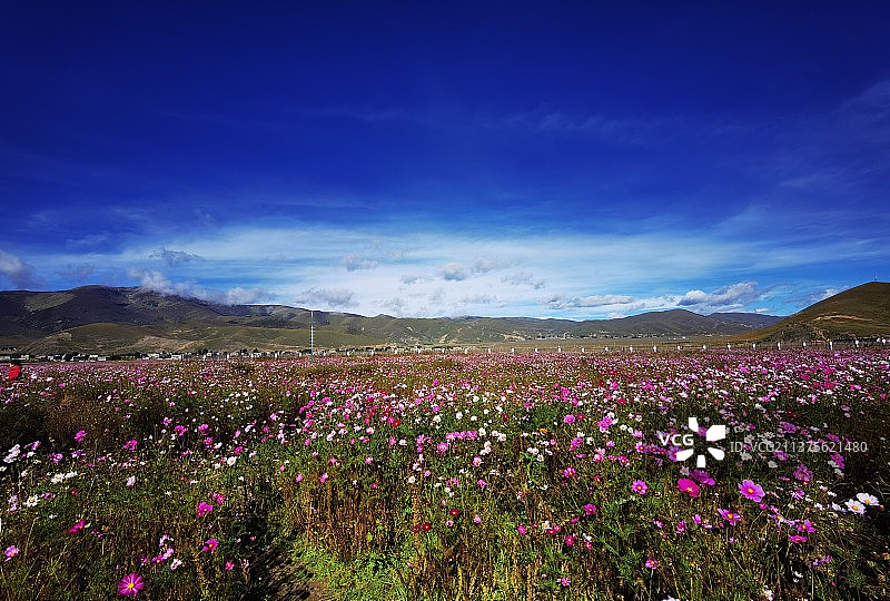 格桑花海图片素材