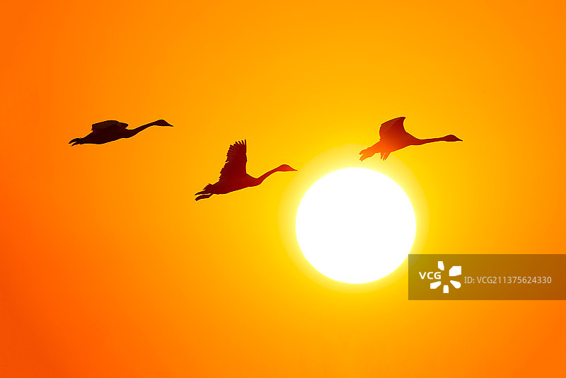 晨飞·天鹅图片素材