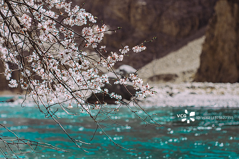 南疆杏花季图片素材