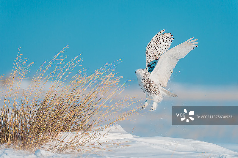 呼伦贝尔草原上的雪鸮图片素材