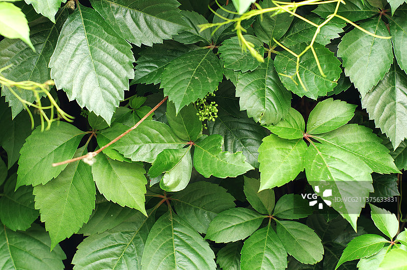 绿色的爬山虎图片素材