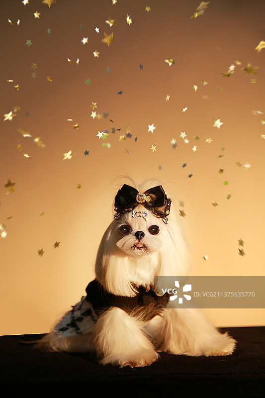 宠物摄影马尔济斯图片素材