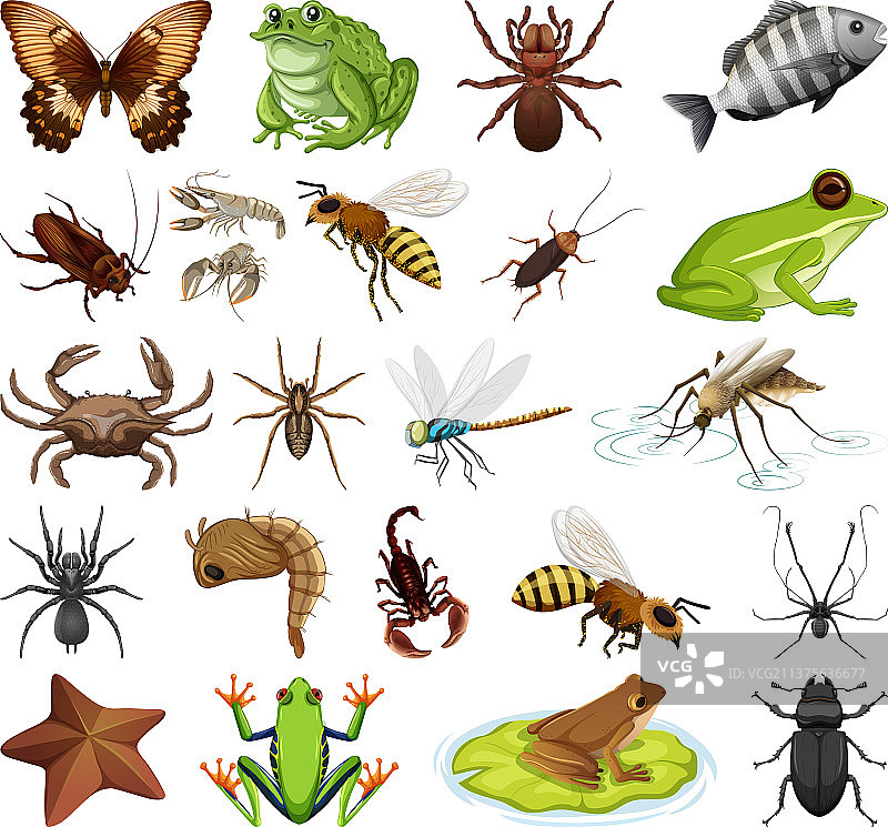 白色背景上的各种昆虫和动物图片素材