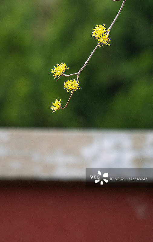 北京故宫红墙下的金梅图片素材