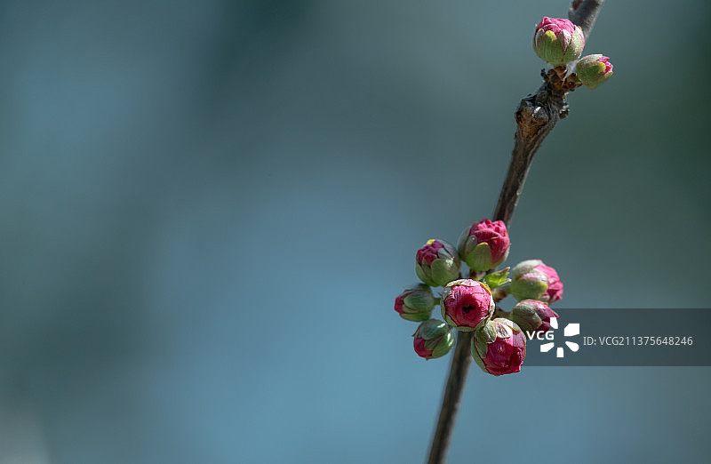 北京的春天桃花花蕾图片素材