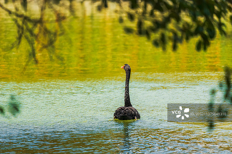 福建省漳州市南靖县云水谣村小河里的黑天鹅图片素材