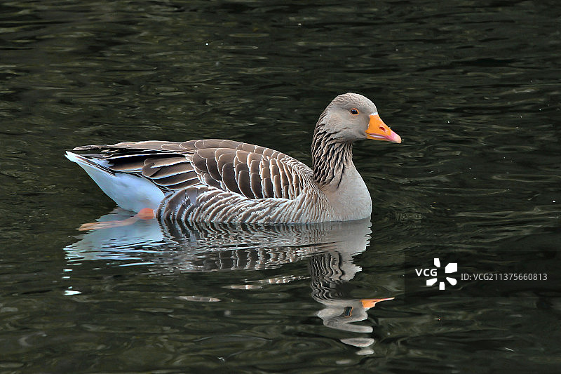 美丽的雁图片素材