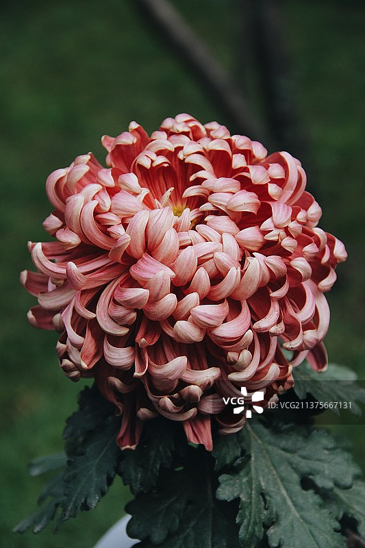 兰州植物园 菊花图片素材