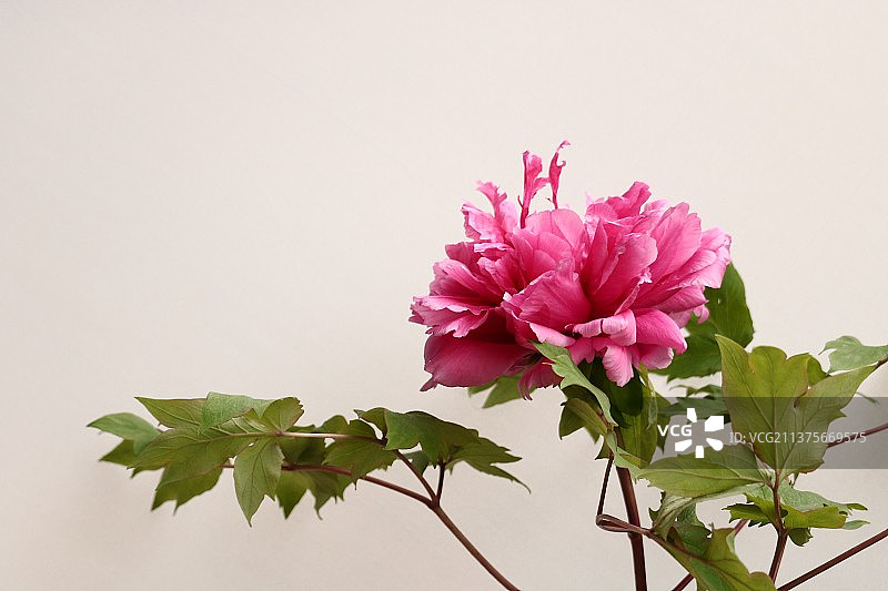 红牡丹图片素材