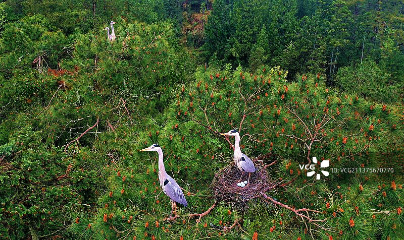 重庆酉阳：鹭鸟枝头嬉戏图片素材