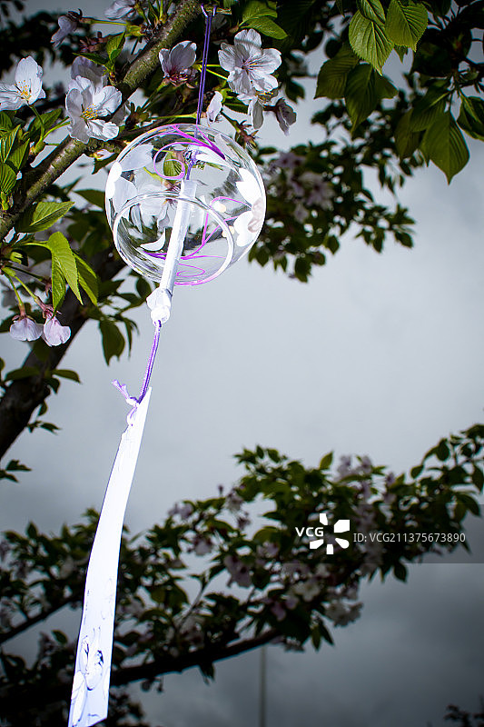 温州市灵昆岛樱花长廊樱花风铃图片素材