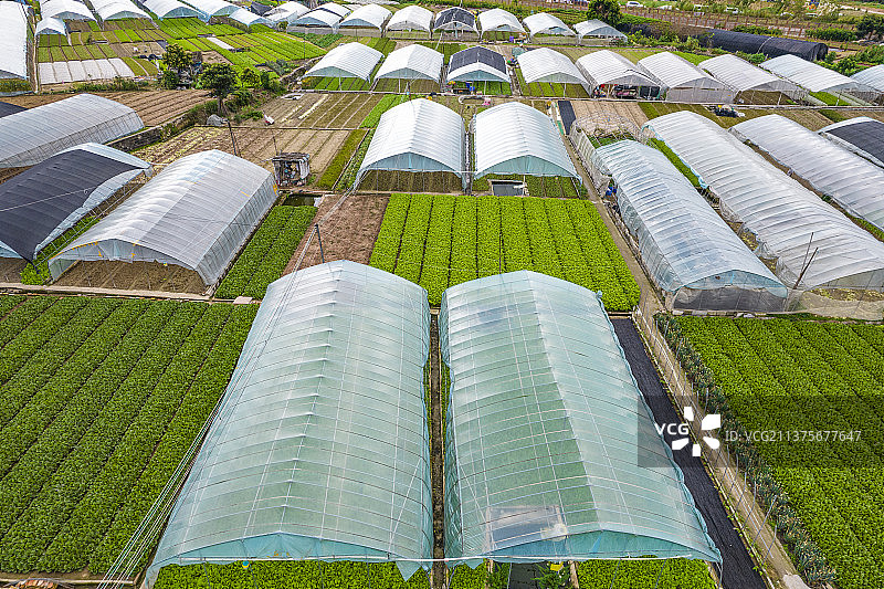 蔬菜基地 蔬菜大棚 种植蔬菜 生态农业 智慧农业 立体栽培 温室蔬菜图片素材