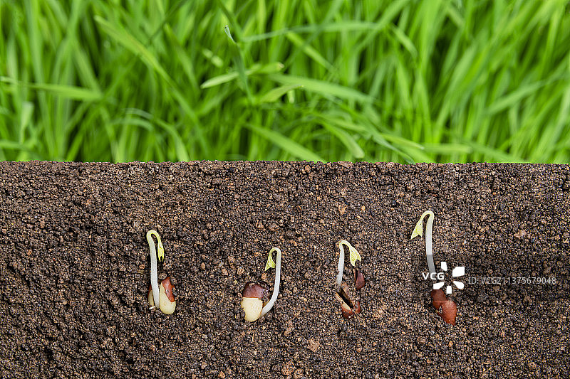 在土壤里生长发芽即将破土而出的豆苗图片素材