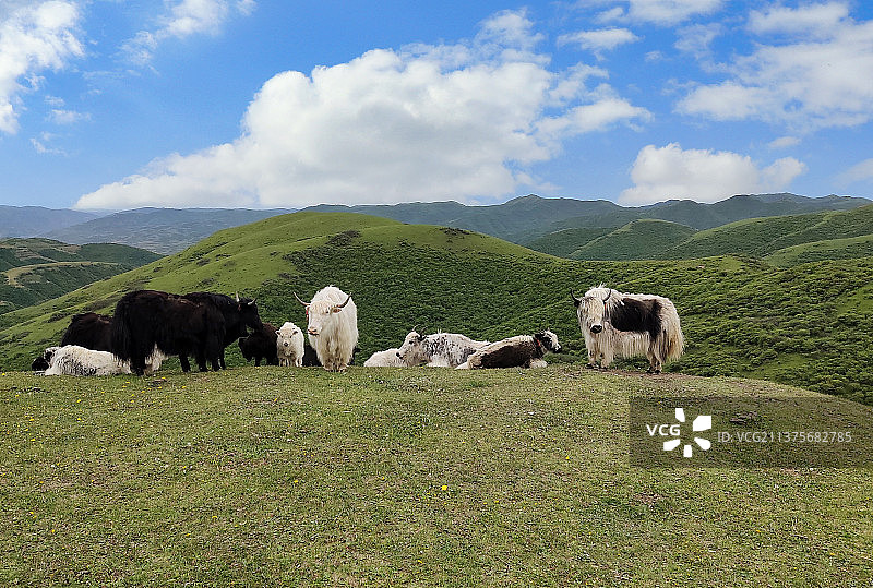 草原上的牦牛群图片素材