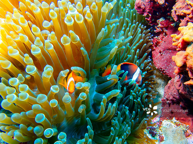 海底世界图片素材