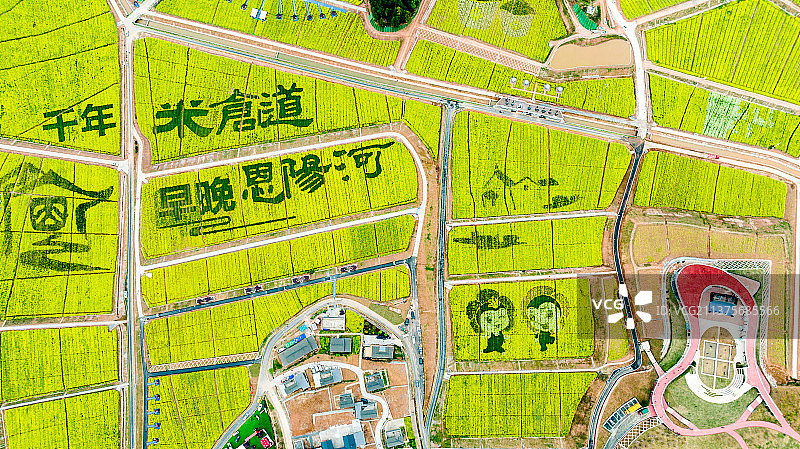 恩阳油菜花图片素材