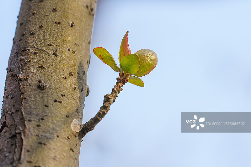 发芽的植物图片素材