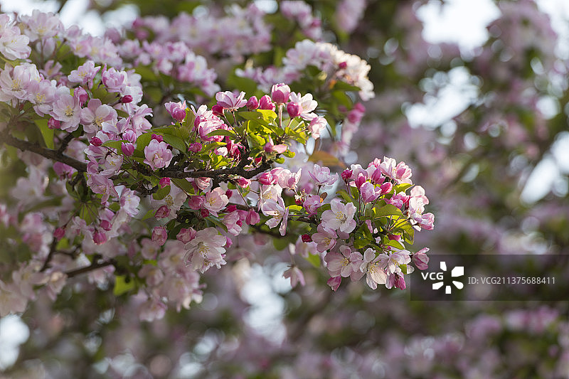 海棠树开满了海棠花特写图片素材