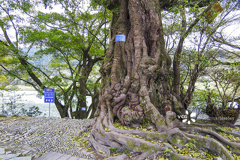 中国国家级风景名胜区天下第一侗寨贵州黔东南榕江三宝侗寨图片素材