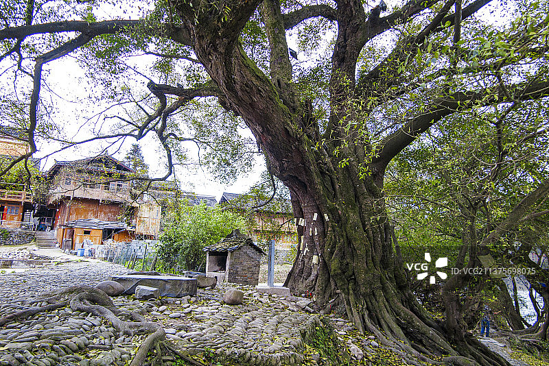 中国国家级风景名胜区天下第一侗寨贵州黔东南榕江三宝侗寨图片素材