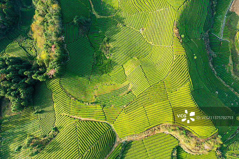 航拍湖北恩施鹤峰县木耳山茶园图片素材