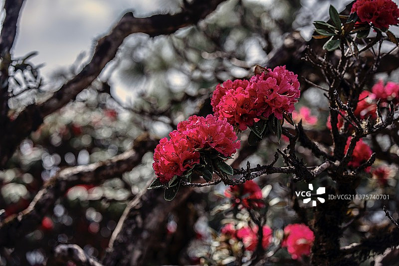 杜鹃啼血图片素材