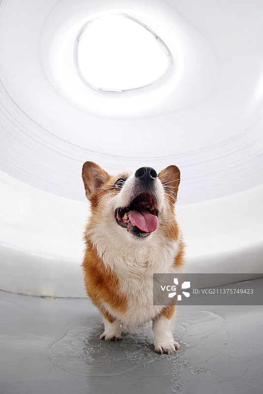 可爱的柯基犬图片素材