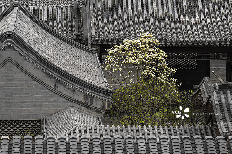 小院兰花图片素材