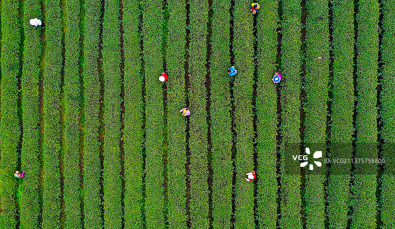 采茶季图片素材