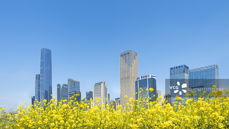 春天的油菜花与贵阳金融城全景图片素材