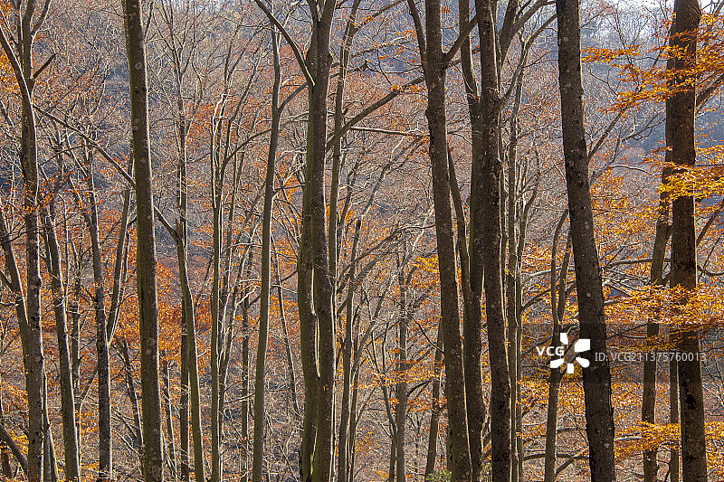 观雾山秋景图片素材