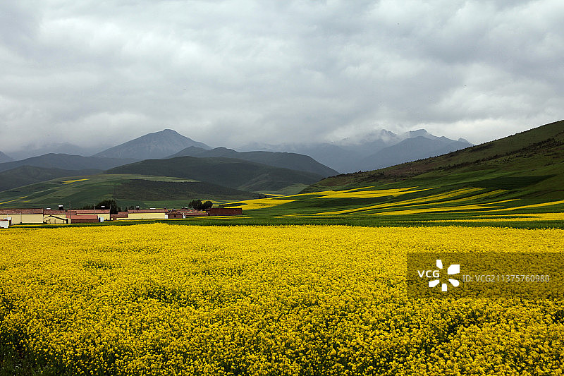 青海祁连油菜花盛开的时候图片素材