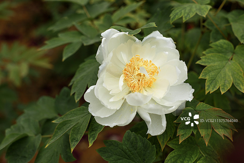 白牡丹图片素材