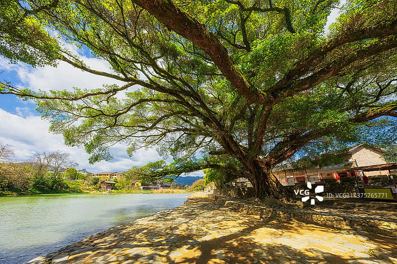 福建省漳州市南靖县云水谣村遮天蔽日的古榕树春季户外风光图片素材