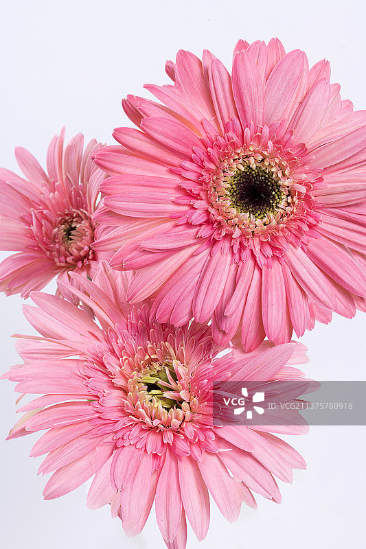 粉红色的非洲菊特写白色背景图片素材