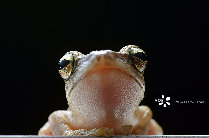 青蛙树蛙图片素材