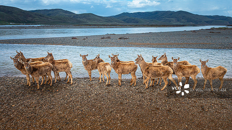 黄河谷地上的白唇鹿图片素材