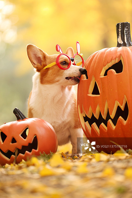 秋景中的柯基犬图片素材