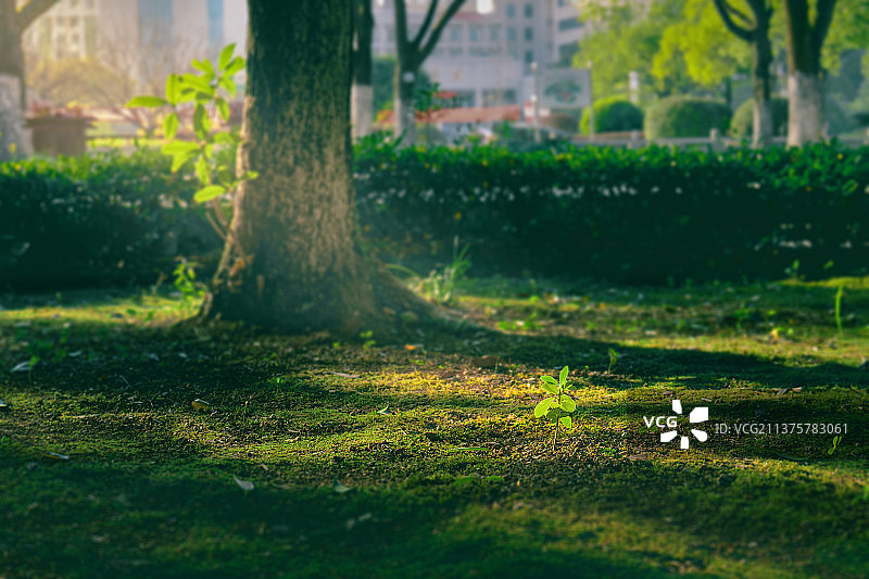 雨后初晴公园里发芽的小树苗 背景虚化小景深图片素材