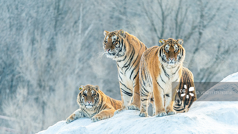 东北虎图片素材