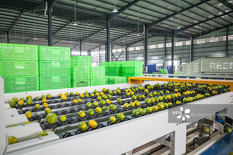 现代化的柑橘分选车间图片素材
