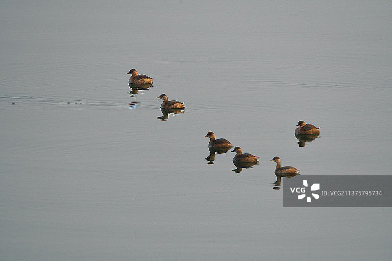 鸊鷉摆pose的图片素材