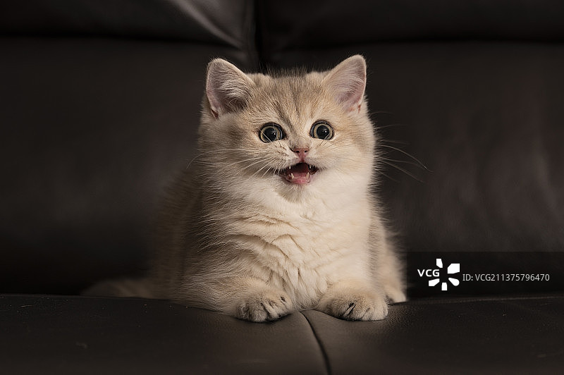 小猫咪图片素材